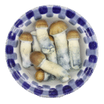 Champignons magiques Premium Golden Teacher Champignons magiques Premium Golden Teacher