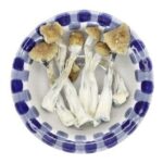 Champignons magiques Penis Envy Champignons magiques Penis Envy