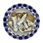 Champignons magiques Enigma Champignons magiques Enigma