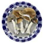 Champignons magiques Premium Code Blue Champignons magiques Premium Code Blue