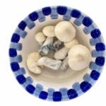 Champignons magiques Enigma Champignons magiques Enigma