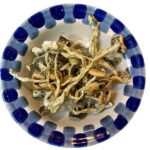 Champignons magiques Golden Teacher Champignons magiques Golden Teacher